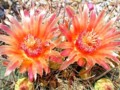 Orange Flower Cactis