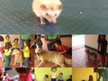 Entre perritos 🐶, tortugas 🐢 y un Erizo africano 😳... Nuestro QUERUBINES pasaron el viernes de mascotas !  #asiomáscreativas #somosunicas #originales #cerocopias #aprendizajedivertido #viernescreativo #libertad #VENEZUELA
