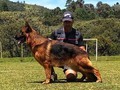 Camada G de los Guardianes 🇨🇴4 machos disponibles. Aron de los Guardianes /Briana de villa de Los Ángeles.