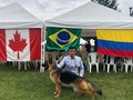 Camada G de los Guardianes 🇨🇴4 machos disponibles. Aron de los Guardianes /Briana de villa de Los Ángeles.
