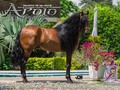 #apolodelaleyenda reproductor del @criaderoromance  #maravilladelasmercedesfc @criaderolamarquezaoficial #juandacophoto  #caballos #caballocriollocolombiano #foto #photo #CaliCo #horse #trochapura  #troteygalope #nikon  #photography  #cavalo #caballodepasofino #ccc