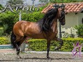 #apolodelaleyenda reproductor del @criaderoromance  #maravilladelasmercedesfc @criaderolamarquezaoficial #juandacophoto  #caballos #caballocriollocolombiano #foto #photo #CaliCo #horse #trochapura  #troteygalope #nikon  #photography  #cavalo #caballodepasofino #ccc