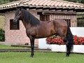 #aprendizdecolores @haciendaheinsen #pasofino #pasofinotv #pasofinohorse #photography #caballotescolombianos #caballos #suscaballoscolombia #suscaballos