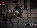 #ensueñodelacoronafc del @criaderolacorona combinacion de los 2 mas grandes de la historia #dulcesueñodelusitaniafc x #tormentodelavirginia #ensueñodelacoronafc @criaderolamarquezaoficial @criaderolavirginia #pasofinocolombiano #pasofino #caballocriollocolombiano #caballo #cavalo #horse #nikon #photography #photo