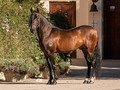 Profeta de la Conquista 🐴🐴 hijo de Hermano sol p2 x Silueta f.c. P2 @criaderolamarquezaoficial