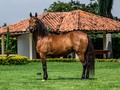 Zarzaleña del @criadero_el_trebol_rozo