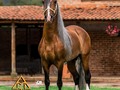 Tritón del @criaderomontesa