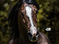 Hermosos nuestros caballos criollos colombianos !!! 👑👑👑👑