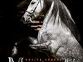 Magnus Paso Fino @magnus_de_vuelta_grande