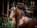 Urus @criaderolacascada