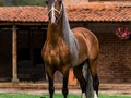 Tritón de Montesa @criaderomontesa