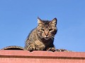 El mundo sería mejor si fuéramos tan fieles, nobles y leales y respetamos . Así como lo hacen ellos . 🐶😺
