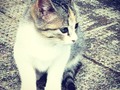 #gato #gatos #animales #animaldomestico #animal #animals #tenerife #teneriffa #canaryisland #islascanarias #canarias #anaga