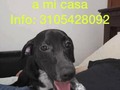 Por favor ayúdale a regresar a casa!