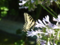Butterfly in the Garden 5