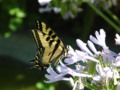 Butterfly in the Garden 8