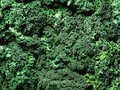 #greenlovers el #kale 🥬 es una verdura presente en varios de nuestros JUS ¿Conoces sus beneficios?👇🏻•Alto contenido en fibra •Facilita la regulación de glucosa •Aporta nutrientes como: calcio, vitamina C y K •Es un poderoso antioxidante •Súper alimento para incluir en tu dieta diaria 🥬 #JUStloveit . . #juslab #coldpressed #juice #health #salud #jugosnaturales #wellness #nature #green #comidasaludable #vegan