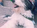 Descansa en paz lukitas💔😭🙏