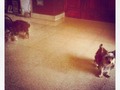 Puppys in the house <3 bellos ;-)