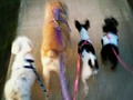 Gucci, Vicky, Noa, Chanel =Los BeBes de la Casa