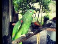 Lorenzo #chitre #family #trip #lorito