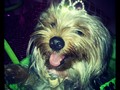 Bella la reina de la casa =D