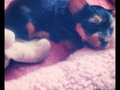 Oficialmente,Me Volvi a enamorar de este machito ! #puppy #yorki #mybaby #Iker