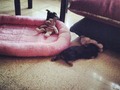 Jugada mañanera ! #puppys #toys #cute #loquitos