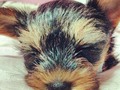 El bebe de mama ! #Iker #puppy #yorki #love #consentido