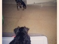 Play time ;) #puppys #fun #mybabys