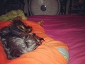 Fue ponerle el abanico ahi y quedo rendida #chanelita #yorki #camitarica
