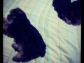 y donde dormire yo =S #iker #bubito Nite Nite