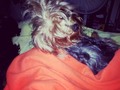 Se metio Chubaquita en la cama jajaja #chanelita #nitenite #camita #cobijita