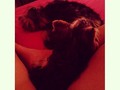 Power nap #puppys
