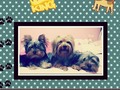 Los bebes de la casa #losreyes #iker #bubito #chanelcristina #yorkis