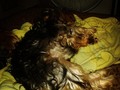 Mi gordito ama que le ponga el abanico para el duerme connn un gusto #bubito #yorki #consentido