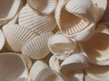 🐚🐚