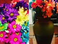 En mi casa se refleja la alegria en los colores de una hermosa flor 😍😍😍