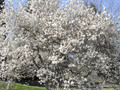 Waterlily Magnolia Tree