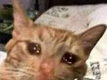 +en verdad vas a llorar solo porque el hombre ese sacará un par de canciones?? me: