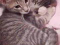 cómo es mi cuenta voy a publicar mil fotos de mis gatos dormidos, ok