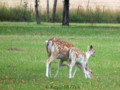 Mother deer with her young fawn