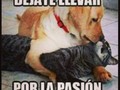 #dejatellevar #letitbe #picoftheday #cat&dog #romance #passio #tagsforlikes #kiss #cute #pets