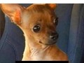 YO toda paranoica con cualquier síntoma