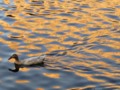 Albino Duck Swimming on a Sunset-painted Lake