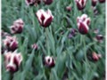 “Boston” Triumph Tulips, Zoom Blur