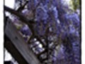 “Amethyst” Chinese Wisteria Overhead