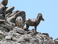 Bighorn Sheep, Southern California