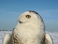 Snowy Owl