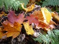 Fall Foliage, Killington Vermont